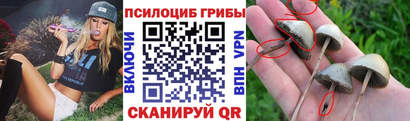 kraken как войти  Брянск  Псилоцибиновые грибы мицелий 