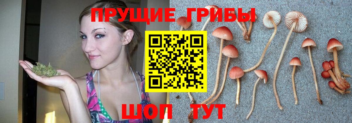 Псилоцибиновые грибы Psilocybe Брянск